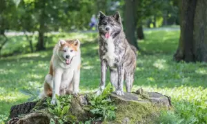 Ile żyje akita inu? Fakty, które mogą cię zaskoczyć