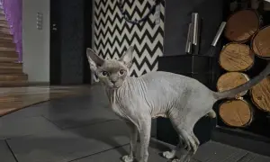 Reproduktor Devon Rex: Cechy, ceny i dostępność w Polsce
