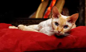 Płomienny kot rasy Devon Rex z niebieskimi oczami leży na czerwonej poduszce przed kominkiem.