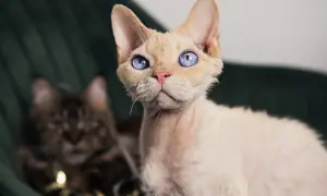 Devon rex point - unikalne cechy i pielęgnacja tej rasy kotów