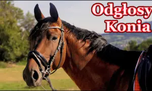 Jakie dźwięki wydaje koń? Odkryj ich znaczenie i emocje