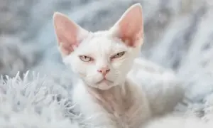 Biały Devon Rex: Cechy, pielęgnacja i jak znaleźć idealnego kota