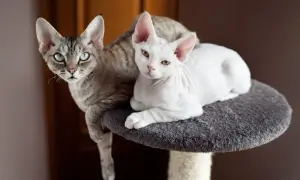 Długość życia Devon Rex: Ile lat może żyć Twój kot?