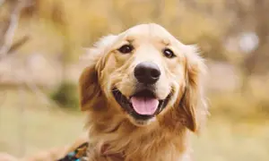 Dla kogo golden retriever? Idealny pies dla aktywnych rodzin i singli