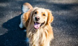 Ile kosztuje pies golden retriever? Ceny, które zaskoczą każdego