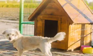 Jakie wymiary budy dla owczarka niemieckiego zapewnią komfort?