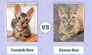 Devon Rex a Cornish Rex różnice - co musisz wiedzieć przed wyborem
