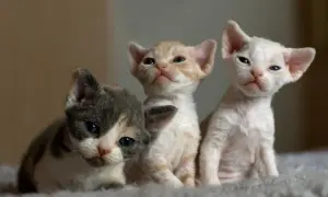 Umaszczenie Devon Rex: Kolory i wzory, które zachwycają miłośników