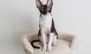 Cornish Devon Rex - różnice, cechy i opieka nad tymi rasami kotów