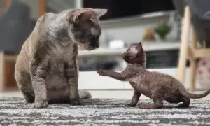 Hodowla Devon Rex w Warszawie - sprawdzone miejsca i ceny kociąt