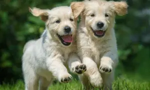 Czy golden retriever uczula? Sprawdź, zanim podejmiesz decyzję