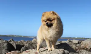 Pomeranian na kamieniach nad morzem, na tle błękitnego nieba.