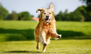 Czym się różni golden retriever od labradora? Kluczowe różnice i porady