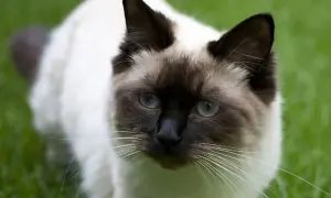 Czy ragdoll gubi sierść? Oto co powinieneś wiedzieć o linieniu