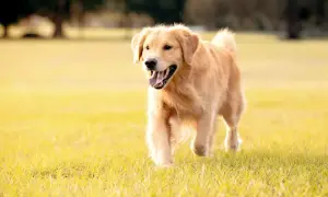 Ile karmy dla szczeniaka golden retriever? Odpowiednie dawkowanie dla zdrowia