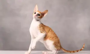Rudy kot rasy Devon Rex z białymi łatami, siedzący na białej powierzchni, z szarym tłem.