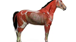 Anatomia konia: widok mięśni, naczyń krwionośnych i nerwów. Pokazuje, jak wygląda koń od środka, z odsłoniętymi tkankami.