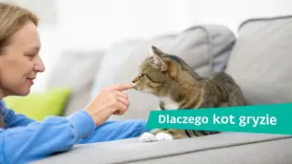 Kobieta delikatnie dotyka nosa kota palcem, siedząc na kanapie.