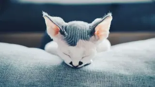 Uroczy niebieski devon rex śpi na szarej kanapie, z przymkniętymi oczami i charakterystycznymi, dużymi uszami.