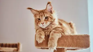 Ruda kotka Maine Coon leży na drapaku. Zastanawiasz się, ile trwają ruje u kotki?