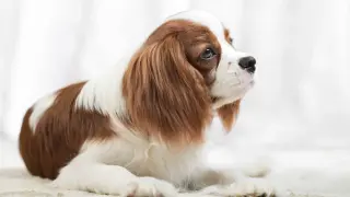 Uroczy Cavalier King Charles Spaniel, idealny pies dla dzieci, leży na jasnym tle.