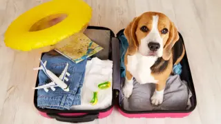 Beagle w walizce z ubraniami i zabawkami. Zastanawiasz się, ile kosztuje paszport dla psa na wakacje?