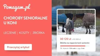 Choroby senioralne u koni. Dowiedz się, jak długo żyją konie i jak im pomóc. Zbiórka na wsparcie starszych koni.