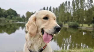 Uśmiechnięty golden retriever z językiem na wierzchu, jak wygląda ten pies, siedzi nad jeziorem w parku.
