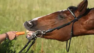 Koń z wędzidłem chętnie gryzie marchewkę. To pokazuje, co jedzą konie, gdy dostają smakołyk.