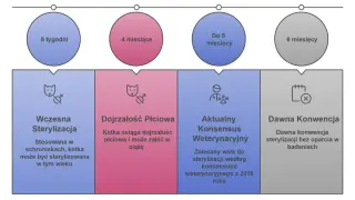 Kiedy sterylizować kotkę? Wczesna sterylizacja (8 tyg.), dojrzałość płciowa (4 mies.), aktualny konsensus weterynaryjny (do 5 mies.) i dawna konwencja (6 mies.).