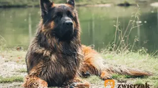 Duży, puszysty owczarek niemiecki leży nad wodą. Zastanawiasz się, ile waży owczarek niemiecki? Ten pies wygląda na silnego i zdrowego.