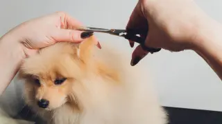 Pielęgnacja puszystego pomeraniana, kiedy zmienia sierść. Delikatne cięcie uszka nożyczkami.