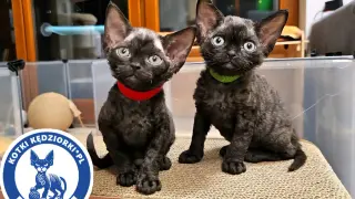 Dwa urocze, czarne devon rex koty z kręconą sierścią i wielkimi uszami, siedzą obok siebie. Jeden ma czerwoną obrożę, drugi zieloną.