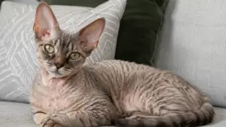 Uroczy devon rex z wielkimi uszami i falowaną sierścią leży na kanapie, otoczony poduszkami.