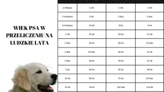 Tabela porównująca wiek psa w ludzkich latach, zależnie od jego wielkości. Golden retrievery, jako psy duże, żyją średnio 10-12 lat.