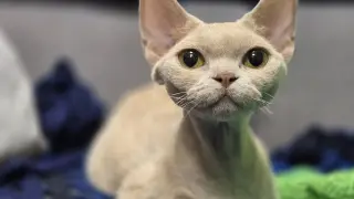 Uroczy kot rasy devon rex o dużych oczach, siedzący na kolorowych kocach. Ciekawe, ile żyje taki niezwykły kotek.