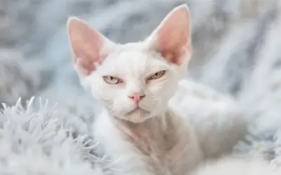 Biały Devon Rex: Cechy, pielęgnacja i jak znaleźć idealnego kota