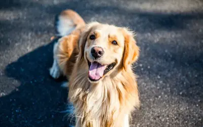 Ile kosztuje pies golden retriever? Ceny, które zaskoczą każdego