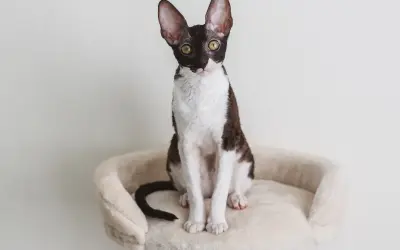 Cornish Devon Rex - różnice, cechy i opieka nad tymi rasami kotów