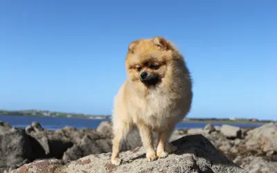 Pomeranian na kamieniach nad morzem, na tle błękitnego nieba.