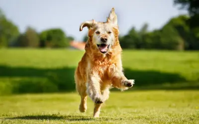 Czym się różni golden retriever od labradora? Kluczowe różnice i porady