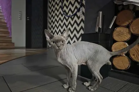 Reproduktor Devon Rex: Cechy, ceny i dostępność w Polsce