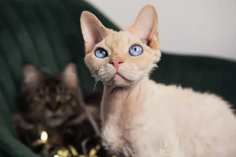 Devon rex point - unikalne cechy i pielęgnacja tej rasy kotów