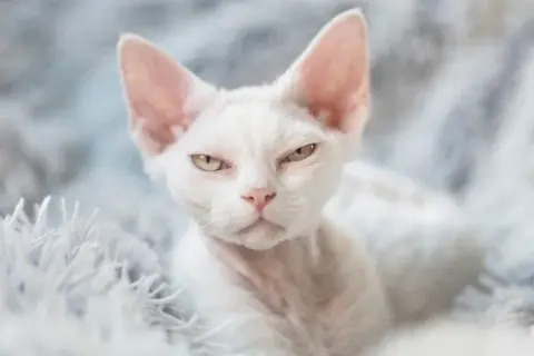 Biały Devon Rex: Cechy, pielęgnacja i jak znaleźć idealnego kota