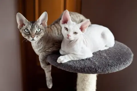 Długość życia Devon Rex: Ile lat może żyć Twój kot?