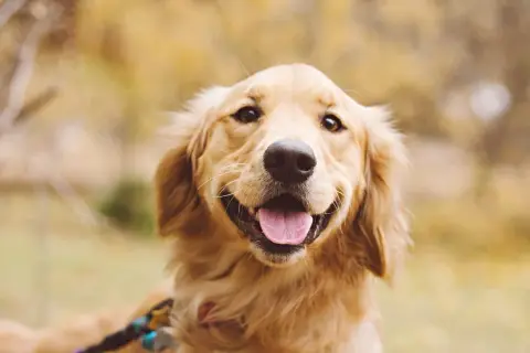 Dla kogo golden retriever? Idealny pies dla aktywnych rodzin i singli