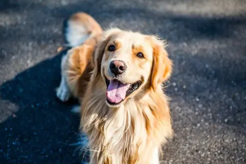 Ile kosztuje pies golden retriever? Ceny, które zaskoczą każdego