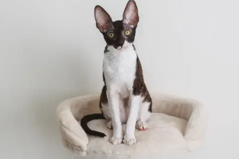 Cornish Devon Rex - różnice, cechy i opieka nad tymi rasami kotów