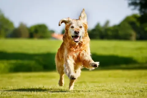 Czym się różni golden retriever od labradora? Kluczowe różnice i porady