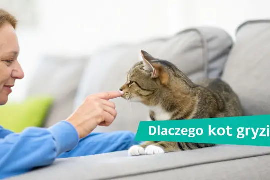 Kobieta delikatnie dotyka nosa kota palcem, siedząc na kanapie.